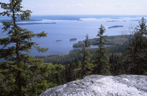 koli